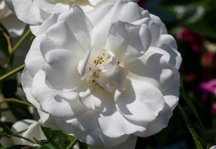 mahalakshmi ashtakam pdf